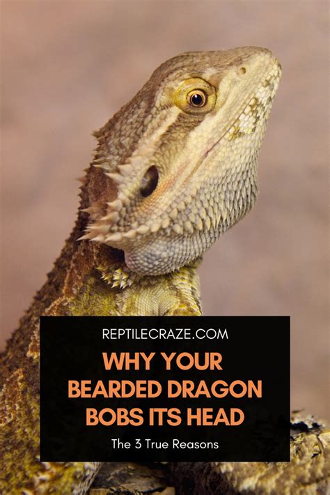 Why Is My Bearded Dragon Bobbing His Head?