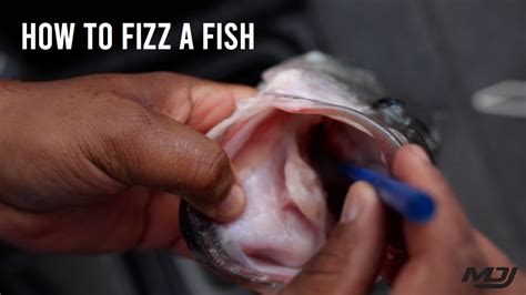 How to "Fizz" a Fish YouTube