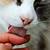 what does it mean when a cat licks you