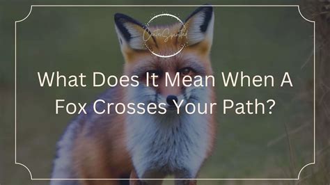 What Does It Mean When A Fox Crosses Your Path