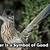 what does it mean when a roadrunner crosses your path