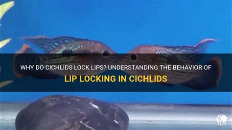 African Cichlids Lip Locking YouTube