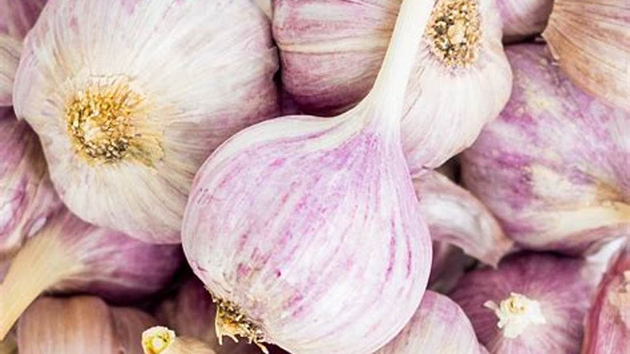 Unveiling the Secrets: Purple Garlic, a Culinary Enigma