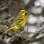 what does it mean when you see a yellow cardinal