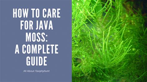 Java Moss Plant Complete Care Guide, Planting and Propagation