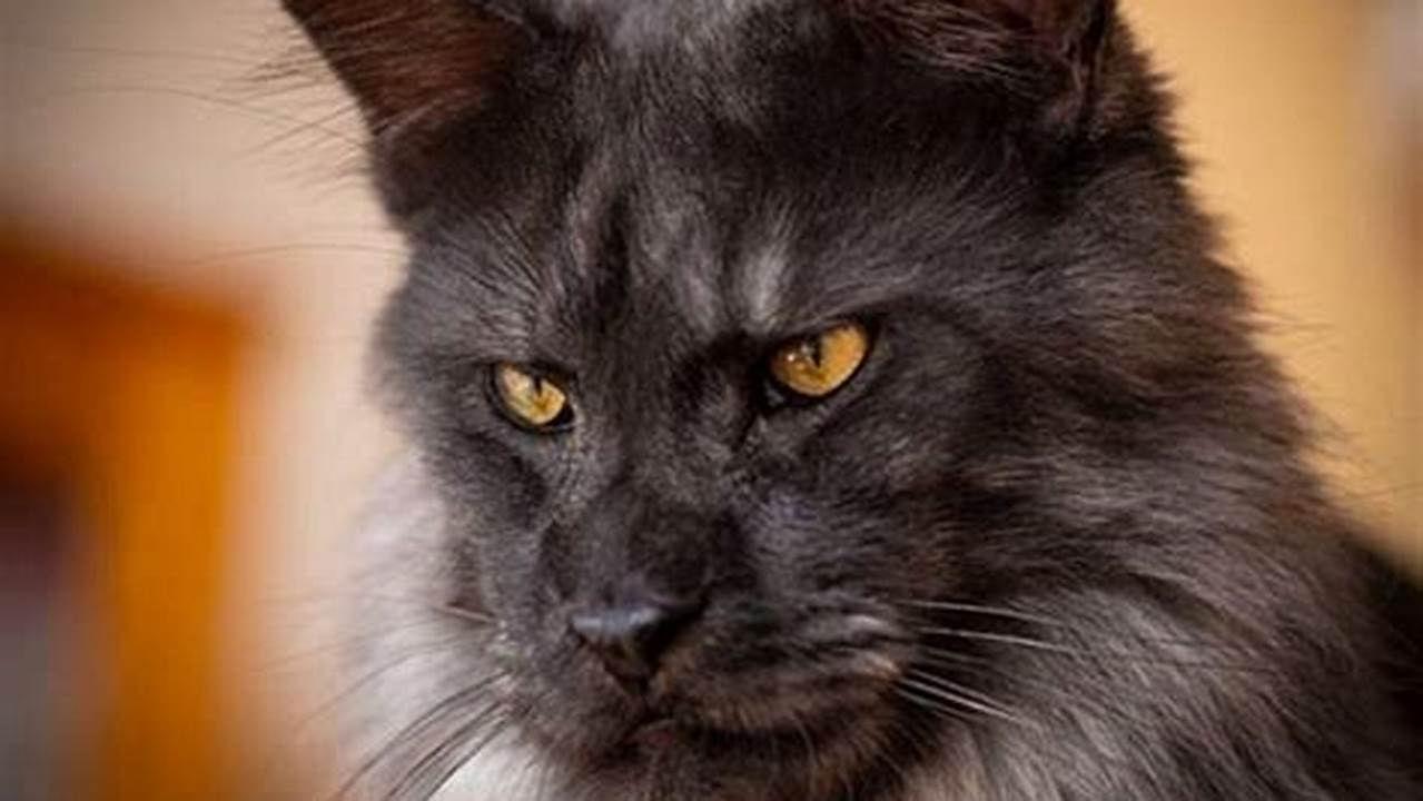 What Does a Maine Coon Cat Look Like?