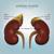 what does mild thickening of the adrenal gland mean