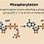 what does phosphorylated mean
