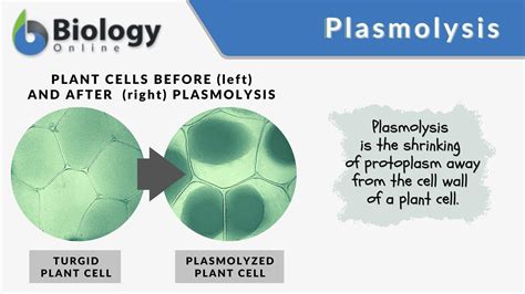 Plasmolysis In Plant Cell Diagram Functions Functions and Diagram