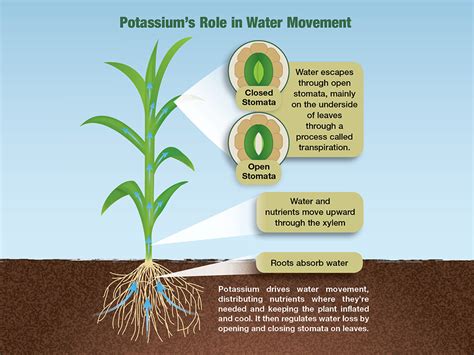 What Does Potassium Do For Plants: A Complete Guide