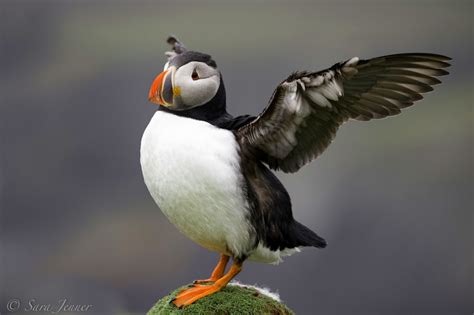 Why Eating Raw Puffin Heart Is an Icelandic Thing