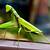 what does seeing a praying mantis mean spiritually