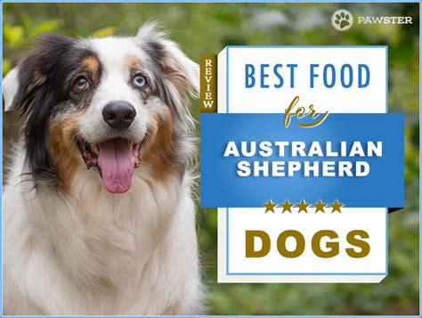 Best Dog Food for Australian Shepherds 7 Vet Brands