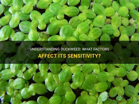 Duckweed Growth in Greenhouse YouTube