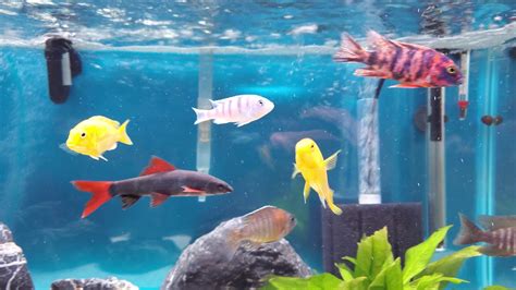 40 gallon breeder tank with African cichlids YouTube