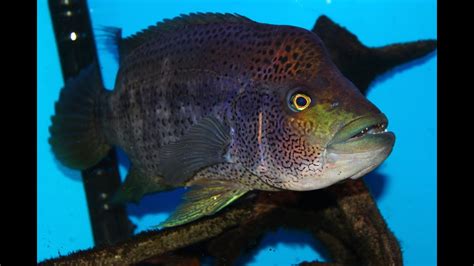 African Cichlids Aggressively Stunning Fish — Animal Scene Magazine