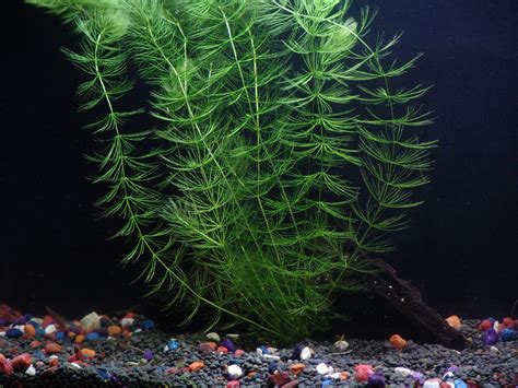 Do Goldfish Eat Hornwort? What Other Plants Do They Eat?