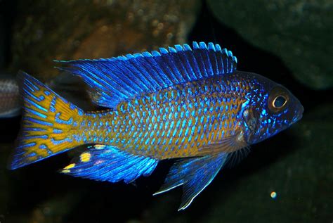 African Cichlids Cichlid aquarium, Cichlids, Tropical freshwater fish