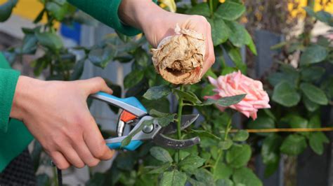 Deadheading Flowers How And Why Remove Dead Flowers From Plants