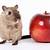 what fruit and veg can gerbils eat