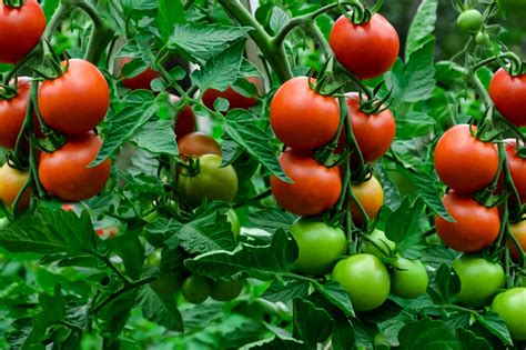 What Grows Well With Tomatoes Companion Planting Tips