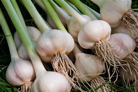 How to Grow Garlic in Canada and Northern Gardens Planting garlic