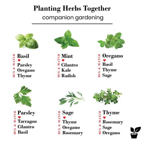 The Herbal Guide to Sage an EasyGrowing Healing Herb Garden Therapy