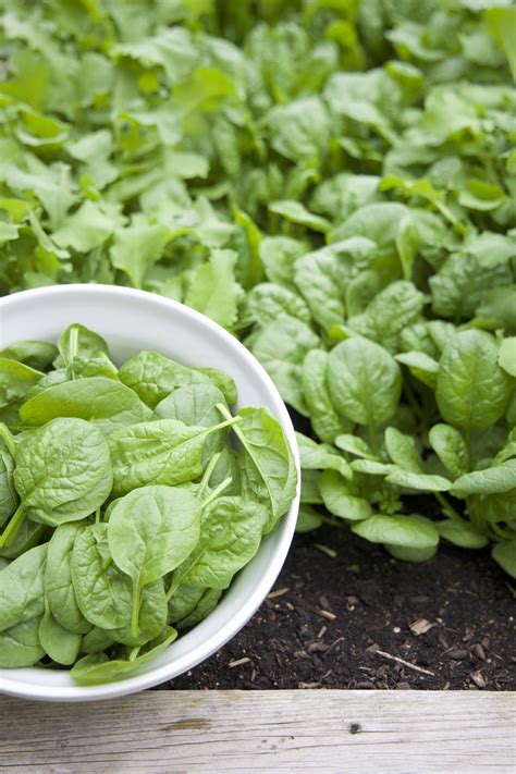 Growing Spinach in the Garden From Seed to Harvest Growing spinach