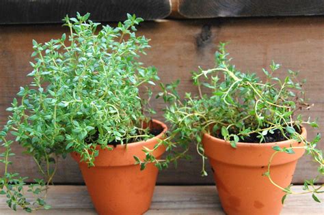 Thyme Your StepbyStep Grow Guide