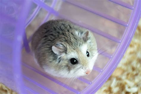Reasons Why Hamsters Aren't the Best Pets for Children, or