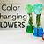 what happens if you put food coloring in a plant