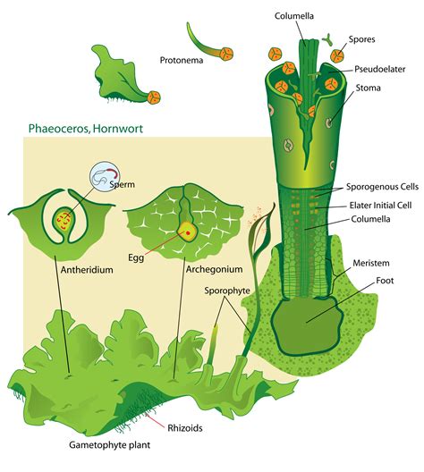 The Phytophactor Bryophyte Week Hornworts