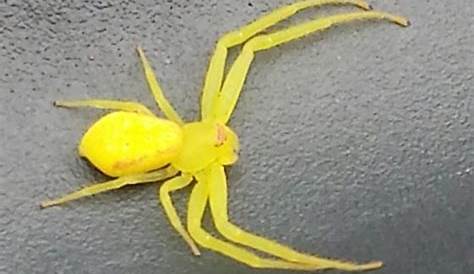 What Is A Neon Yellow Spider Thwaitesia Nigronodosa
