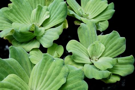 Caring for Dwarf Water Lettuce Lighting, Humidity, and Supplements