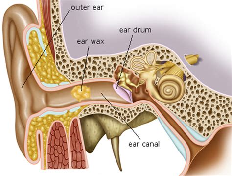 The Color of Your Earwax Reveals Whats Wrong with Your Health Ear wax