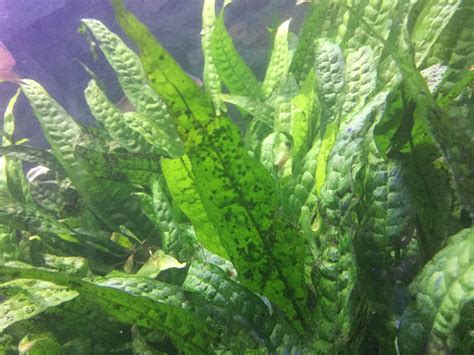 Weird growth on java fern. APSA