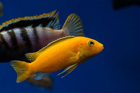 The Top 5 Least Aggressive Cichlids Live Fish Direct