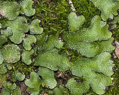 Facts About Liverworts What Are Liverworts And Where Does They Grow