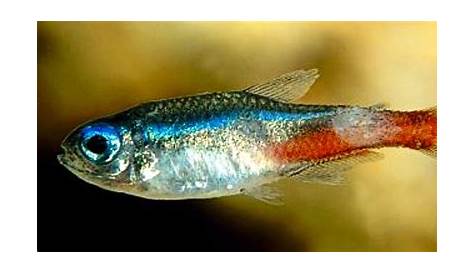 What Is Neon Tetra Disease Causes Symptoms Treatment & Prevention
