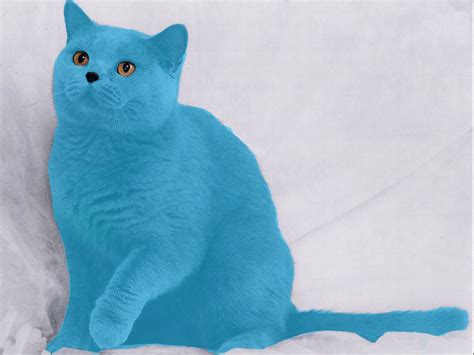 What Is A Smurf Cat?
