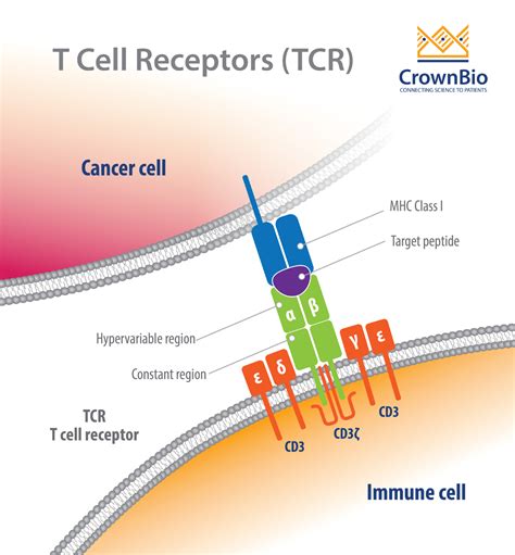 T cell activation. The TCR complex (TCR α and β chains and CD3) and the... Download Scientific
