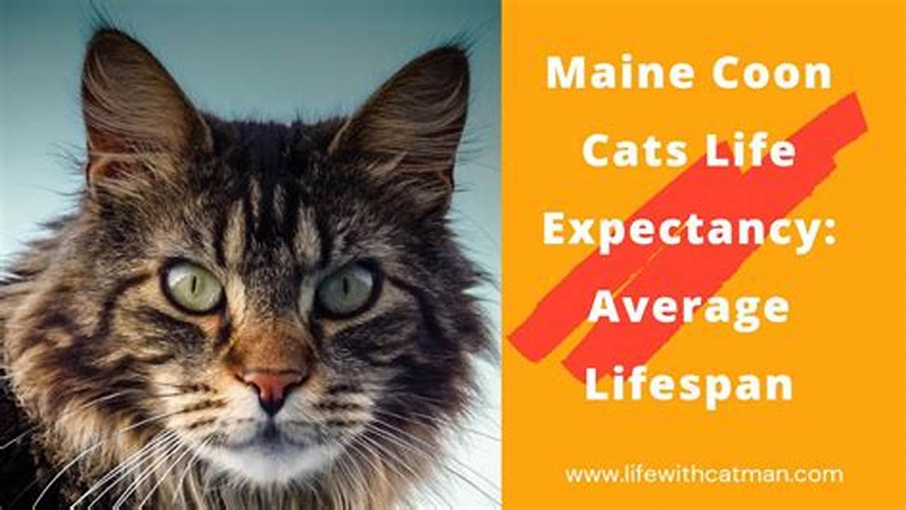 What is the Average Lifespan of a Maine Coon Cat?