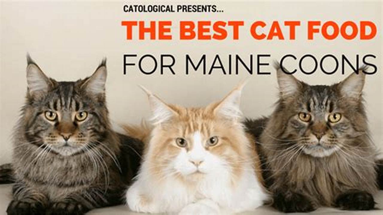 What Is The Best Cat Food For Maine Coon Cat