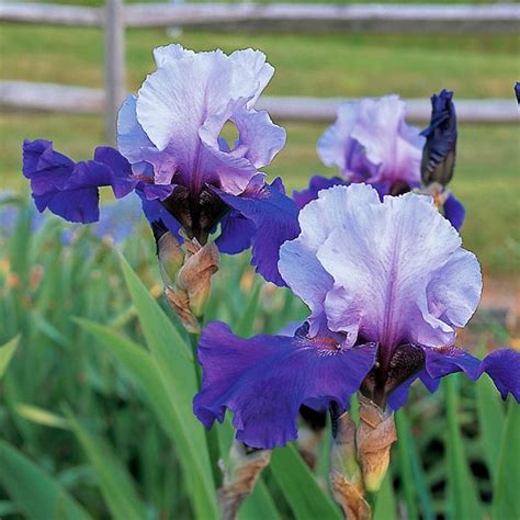 Iris Food Fertilizing Irises
