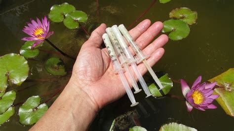 Lotus Fertilizer Water Lily Fish Tablet Plant Safe Best Growth Color