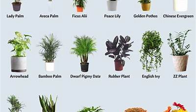 What Is The Best Indoor Plant To Clean Air