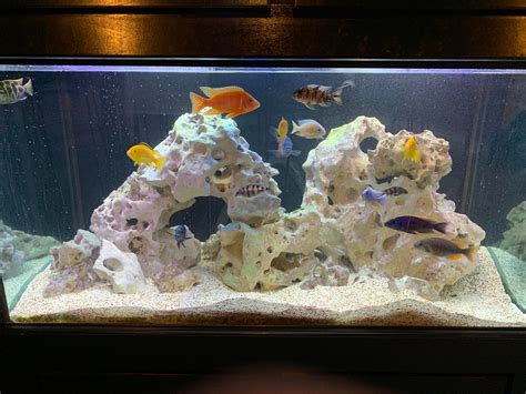 Freshly cleaned 180 gallon mixed African cichlid tank Cichlid