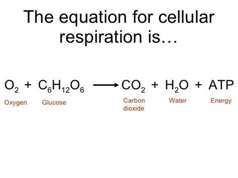 Spice of Lyfe General Chemical Equation For Cellular Respiration