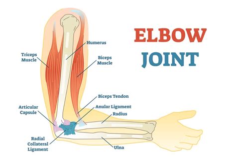 elbow skin excess Explore Plastic Surgery
