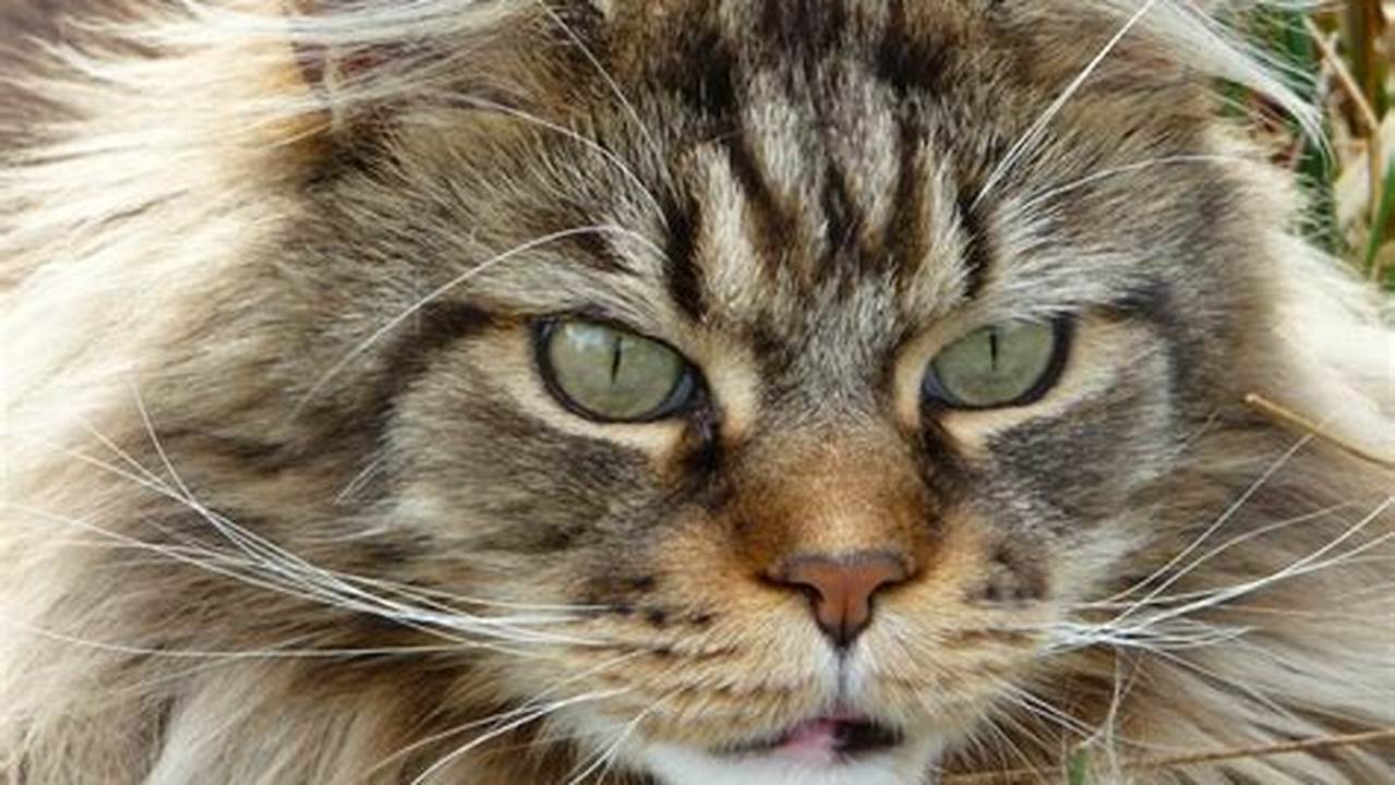 The History of the Maine Coon Cat